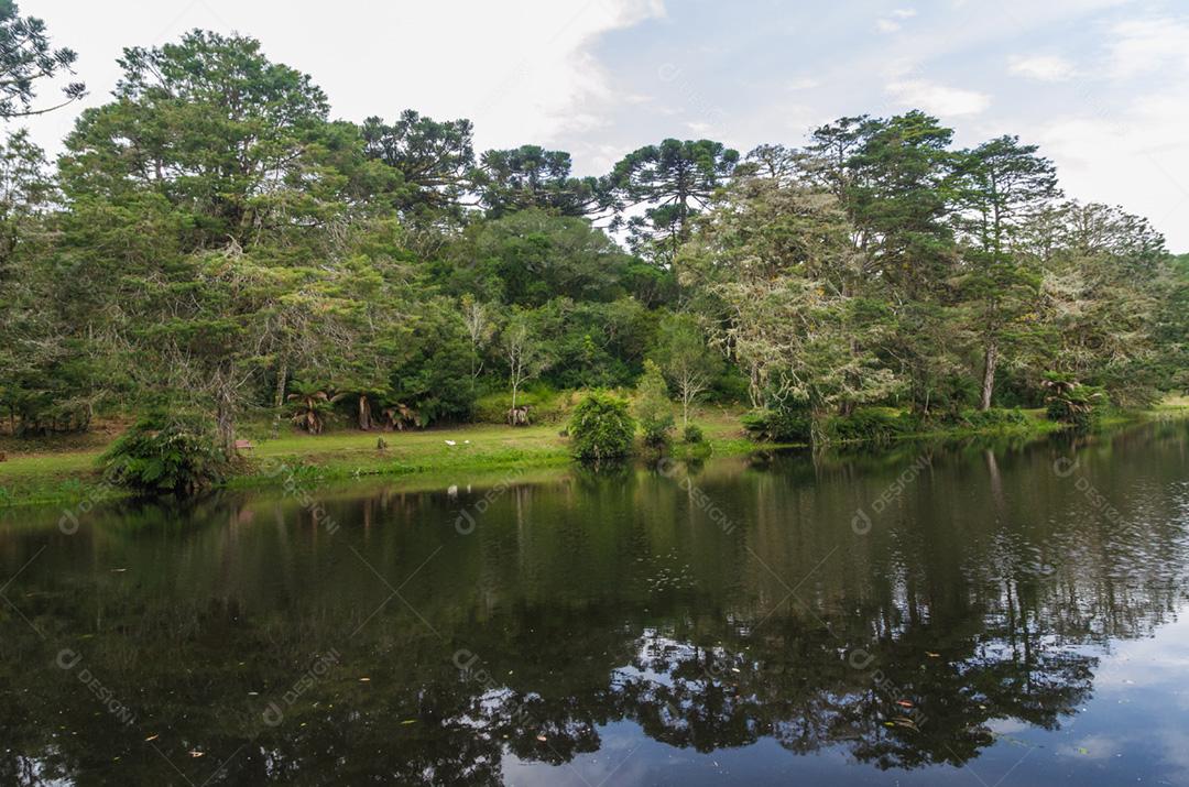 Floresta verde mística do Brasil, chão musgoso.