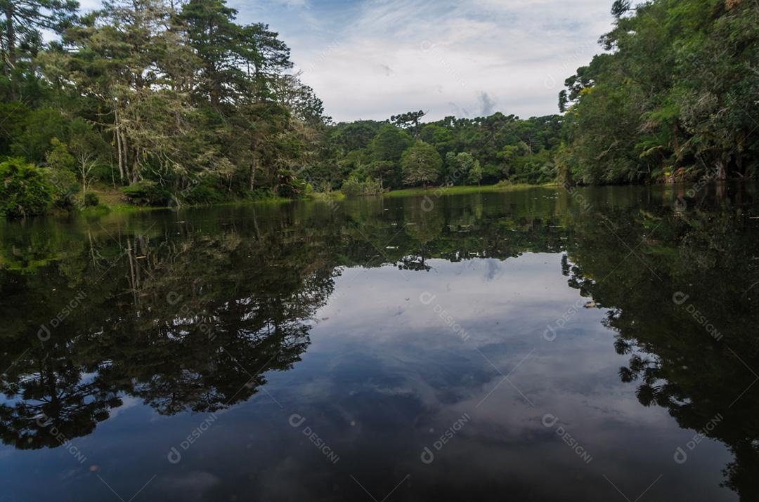 Floresta verde mística do Brasil, chão musgoso.