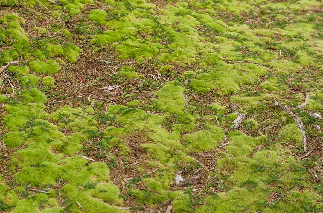 Floresta verde mística do Brasil, chão musgoso.