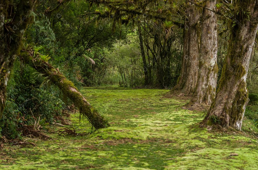 Floresta verde mística do Brasil, chão musgoso.