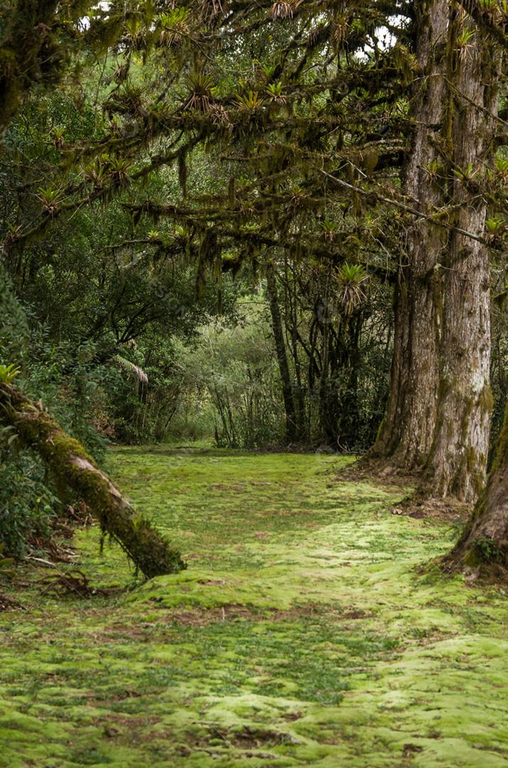 Floresta verde mística do Brasil, chão musgoso.