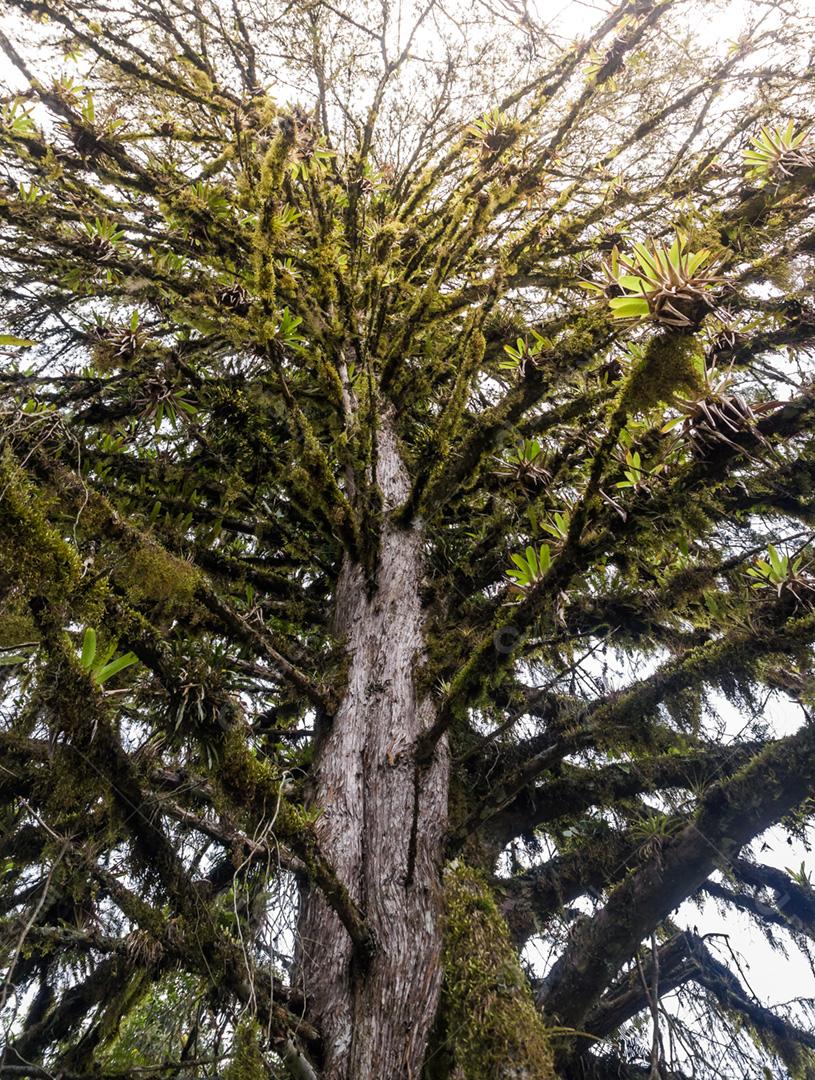 Floresta verde mística do Brasil, chão musgoso.