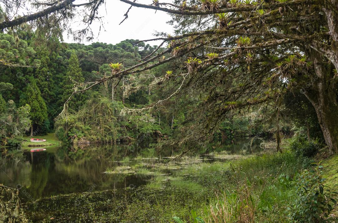 Floresta verde mística do Brasil, chão musgoso.
