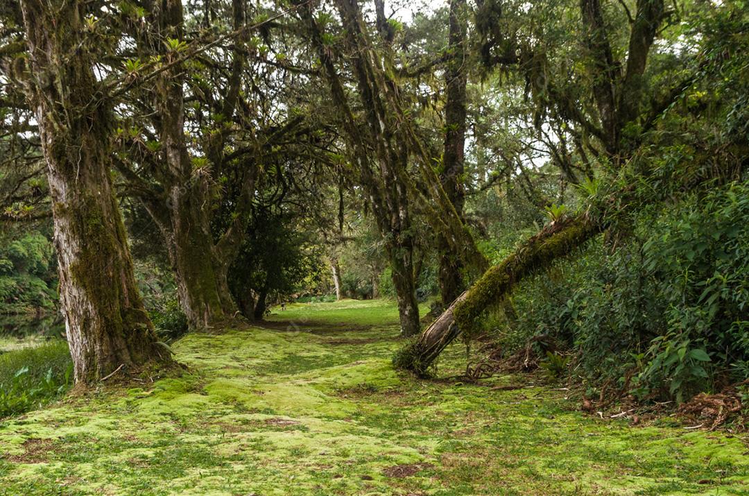 Floresta verde mística do Brasil, chão musgoso.