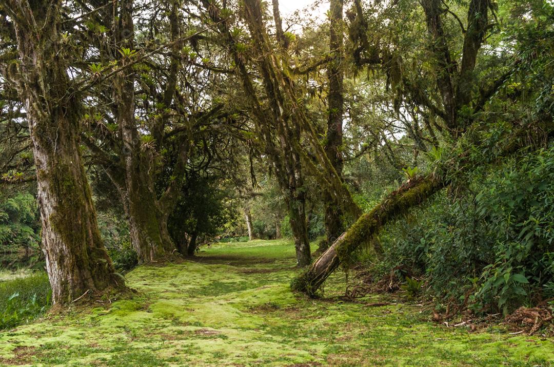 Floresta verde mística do Brasil, chão musgoso.