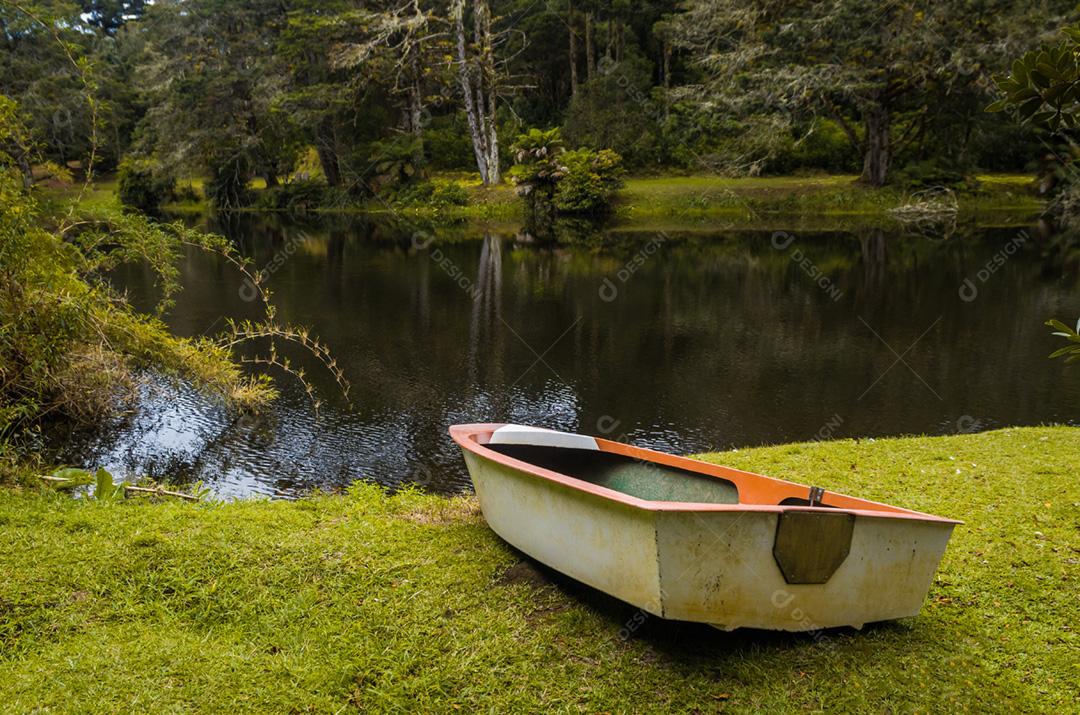 Floresta verde mística do Brasil, chão musgoso.