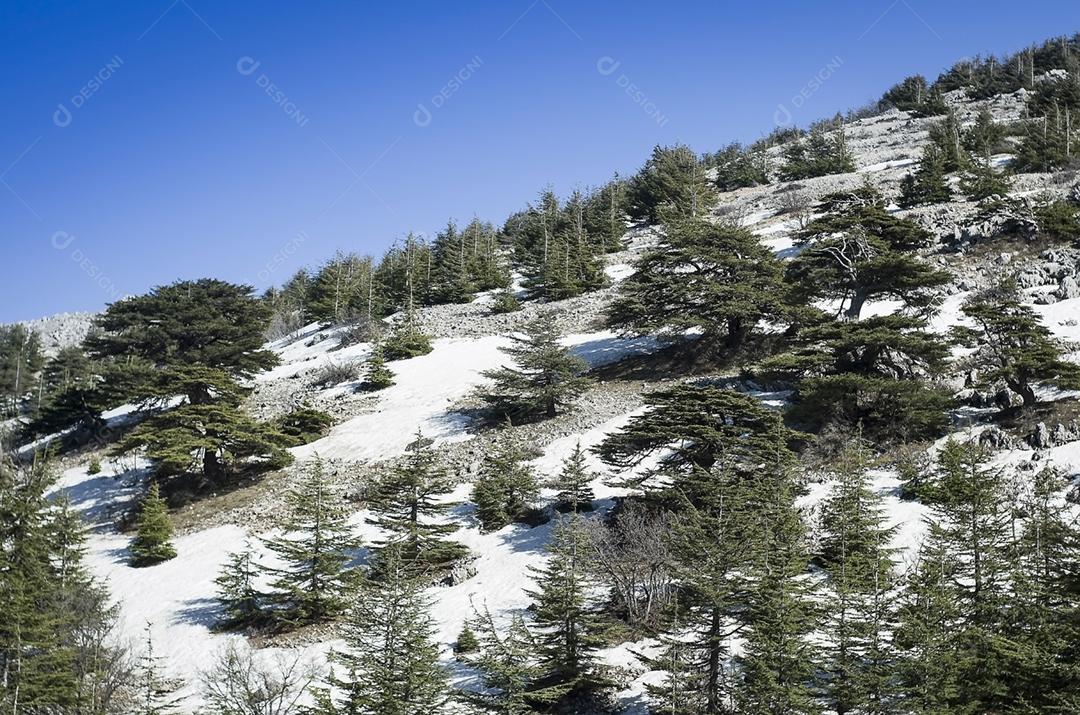 Montanha nevada do Monte Líbano, Cedro do Líbano, símbolo do país.