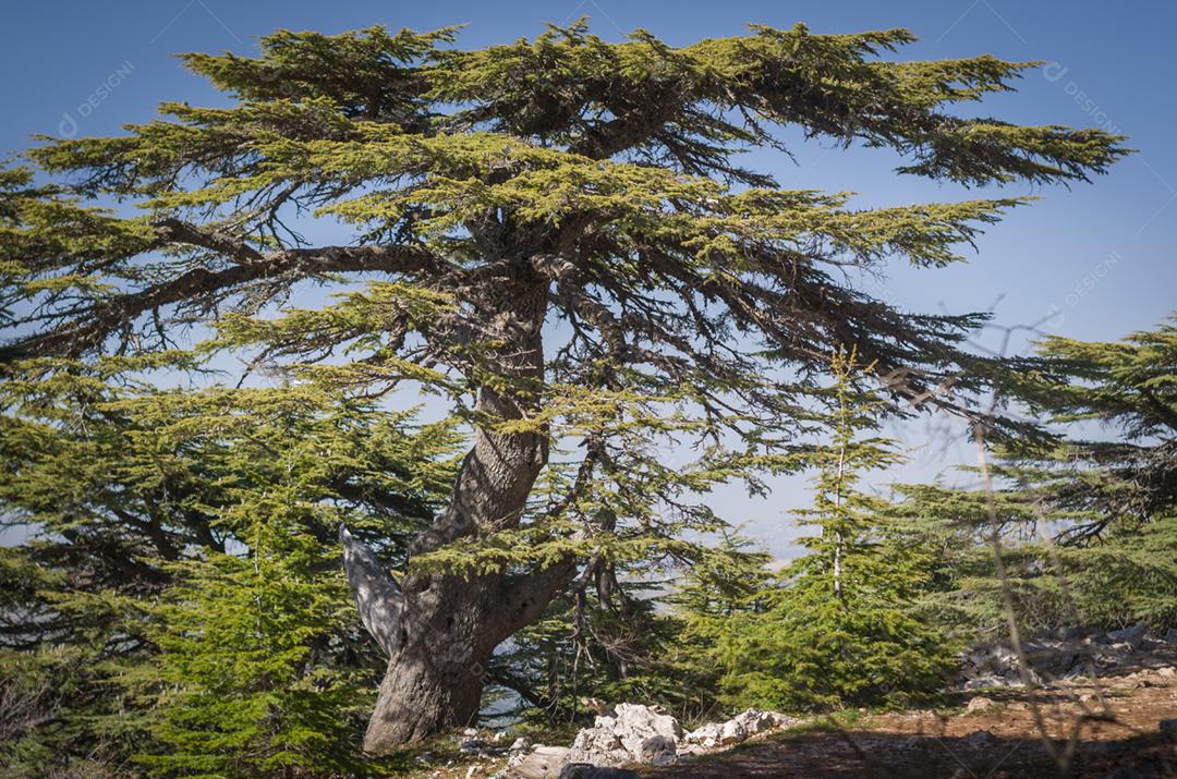 Árvores de Al Shouf Cedar Nature Reserve Barouk no Monte Líbano Oriente Médio