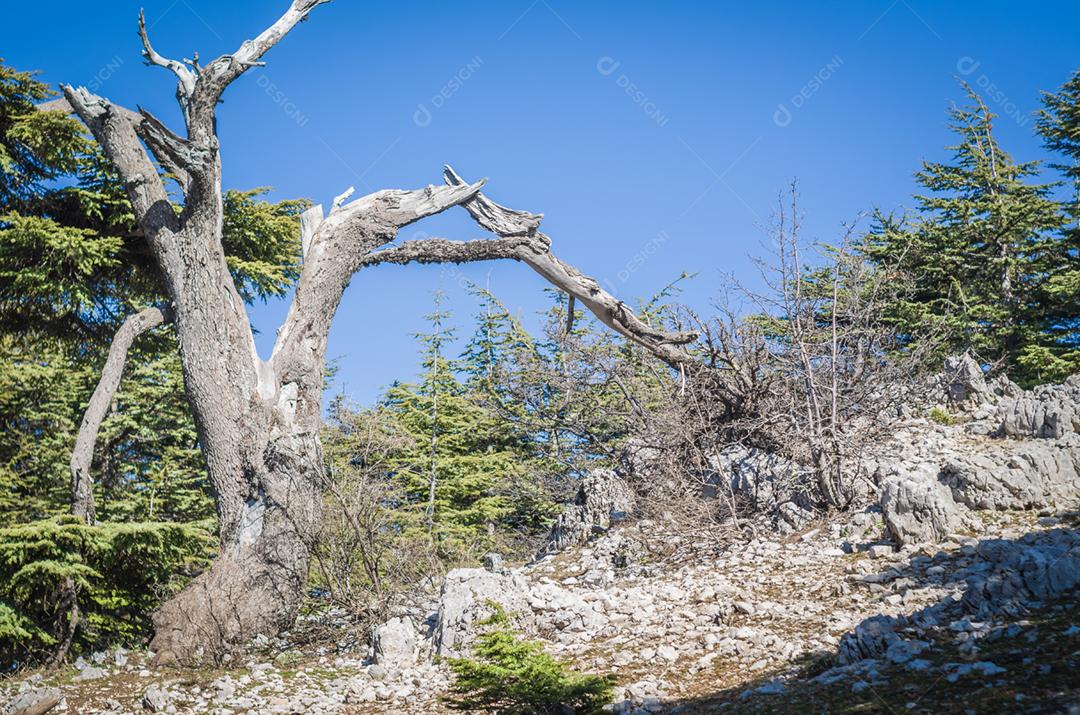 Árvores de Al Shouf Cedar Nature Reserve Barouk no Monte Líbano Oriente Médio