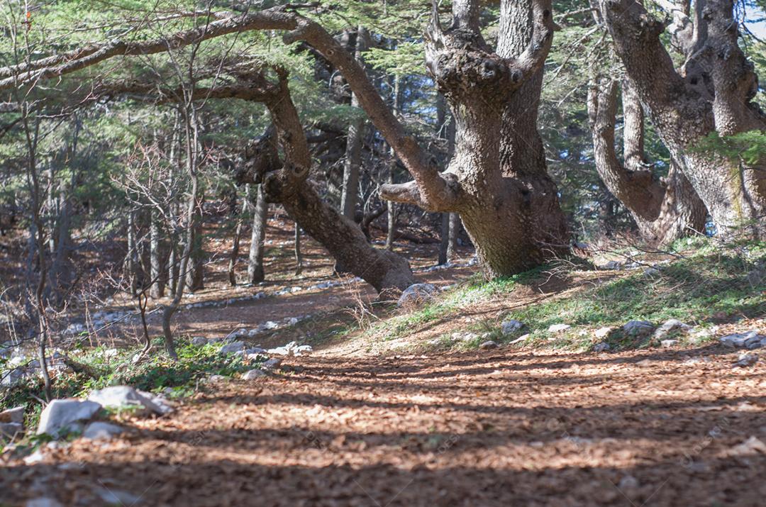 Árvores de Al Shouf Cedar Nature Reserve Barouk no Monte Líbano Oriente Médio