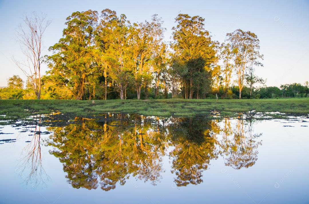 Belo reflexo de árvores em águas calmas do lago