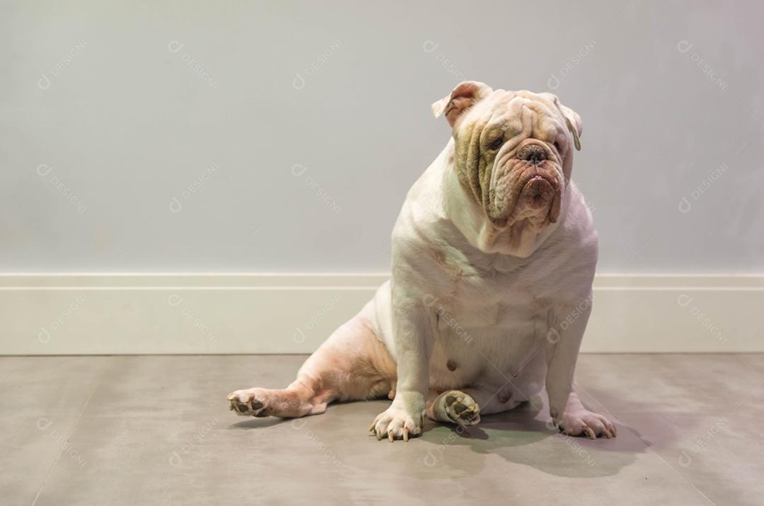 Lindo Bulldog Inglês branco, feminino, sentado no chão, interior de casa.