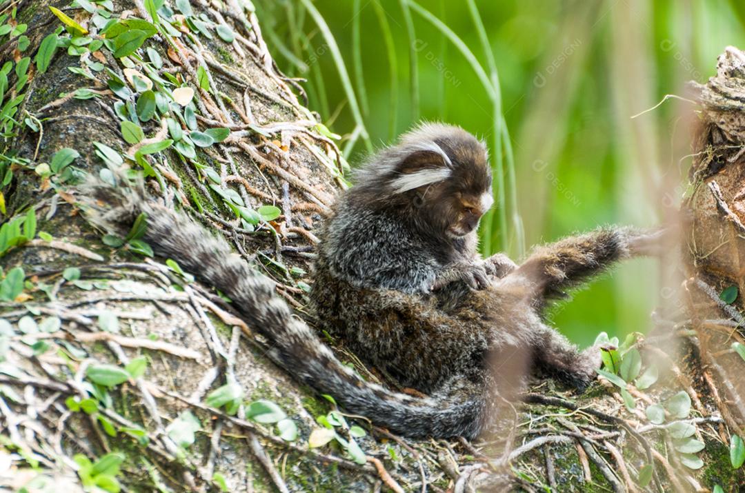 Lindo macaco sagui (Callithrix jacchus) encontrado em grandes quantidades na cidade de Salvador no Brasil