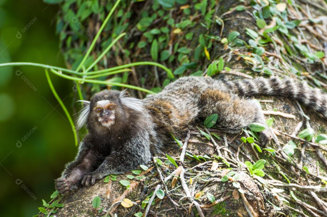 Lindo macaco sagui (Callithrix jacchus) encontrado em grandes quantidades na cidade de Salvador no Brasil