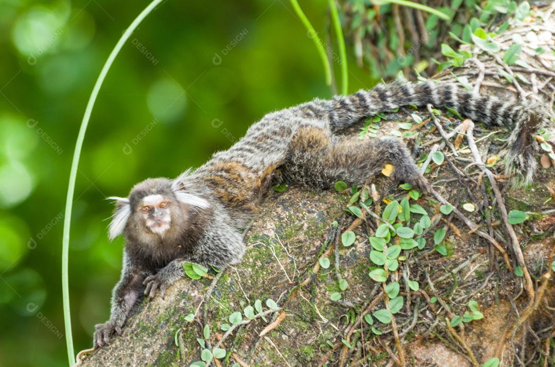 Lindo macaco sagui Callithrix jacchus encontrado em grandes quantidades na cidade de Salvador no Brasil