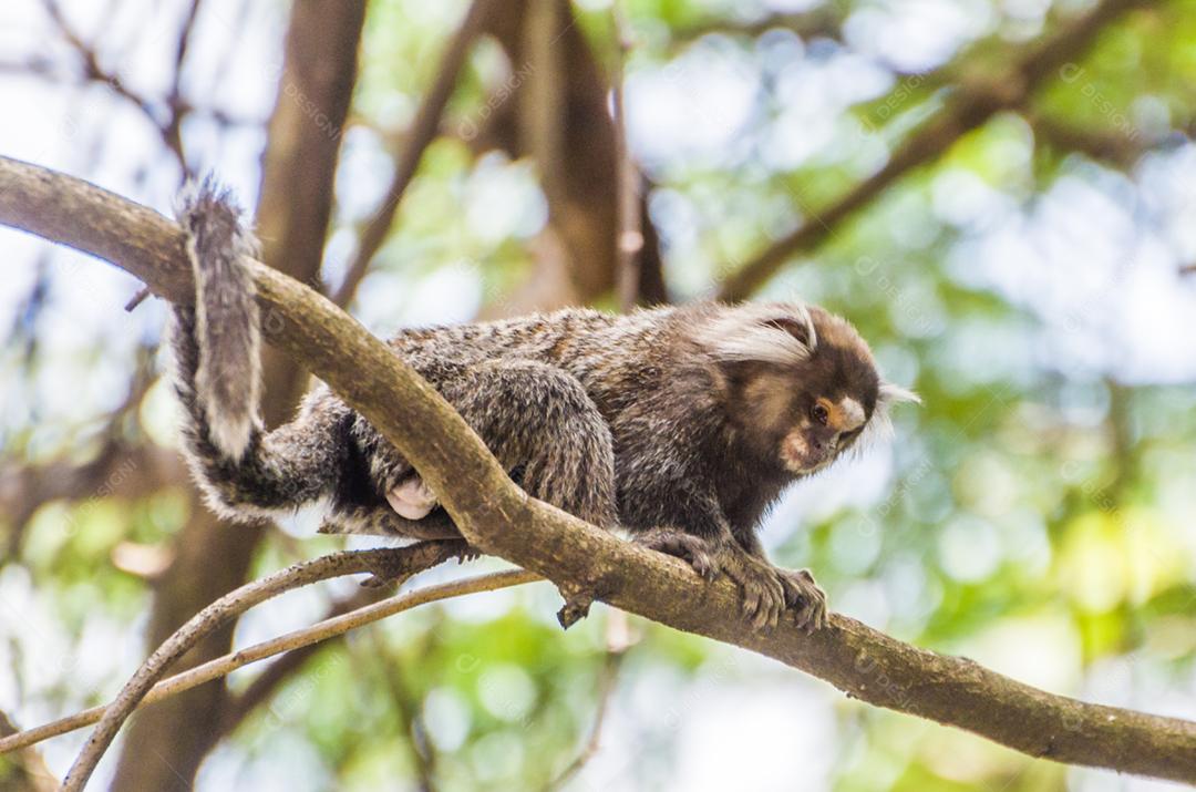 Lindo macaco sagui (Callithrix jacchus) encontrado em grandes quantidades na cidade de Salvador no Brasil