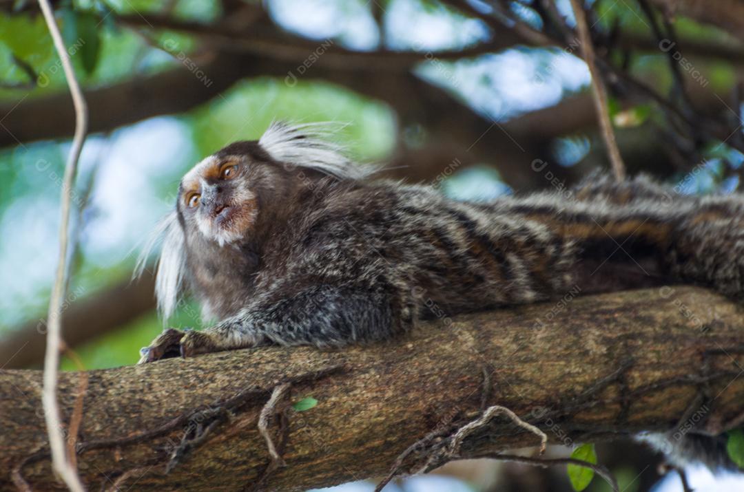 Lindo macaco sagui (Callithrix jacchus) encontrado em grandes quantidades na cidade de Salvador no Brasil