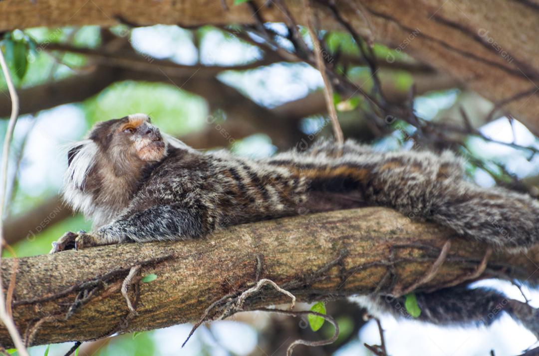 Lindo macaco sagui (Callithrix jacchus) encontrado em grandes quantidades na cidade de Salvador no Brasil