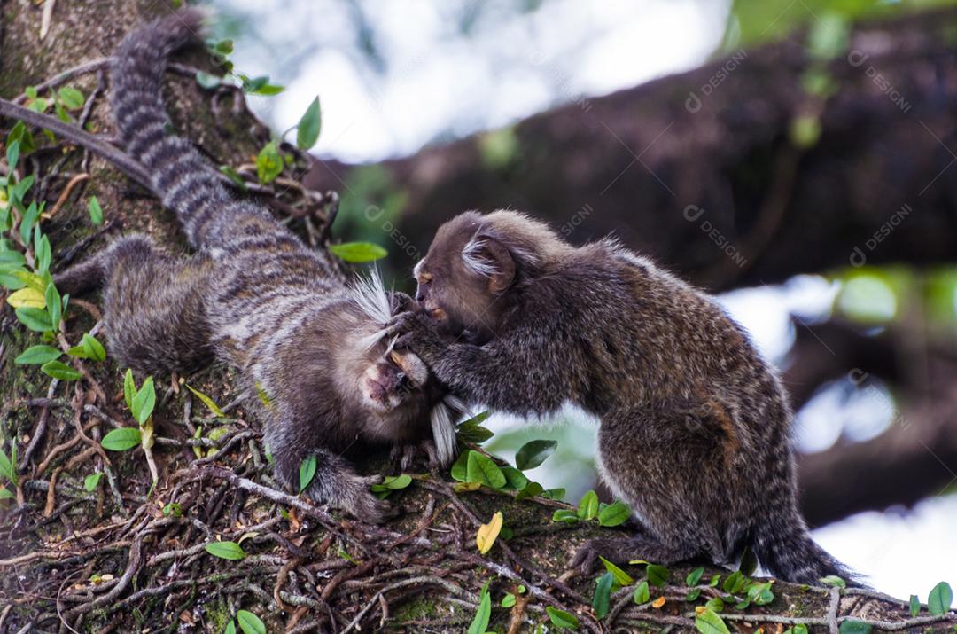 Lindo macaco sagui (Callithrix jacchus) encontrado em grandes quantidades na cidade de Salvador no Brasil