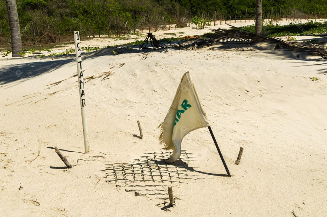 Importante projeto de conservação ambiental para tartarugas marinhas, foto do sítio de proteção de ninho de tartaruga na praia de Mangue Seco