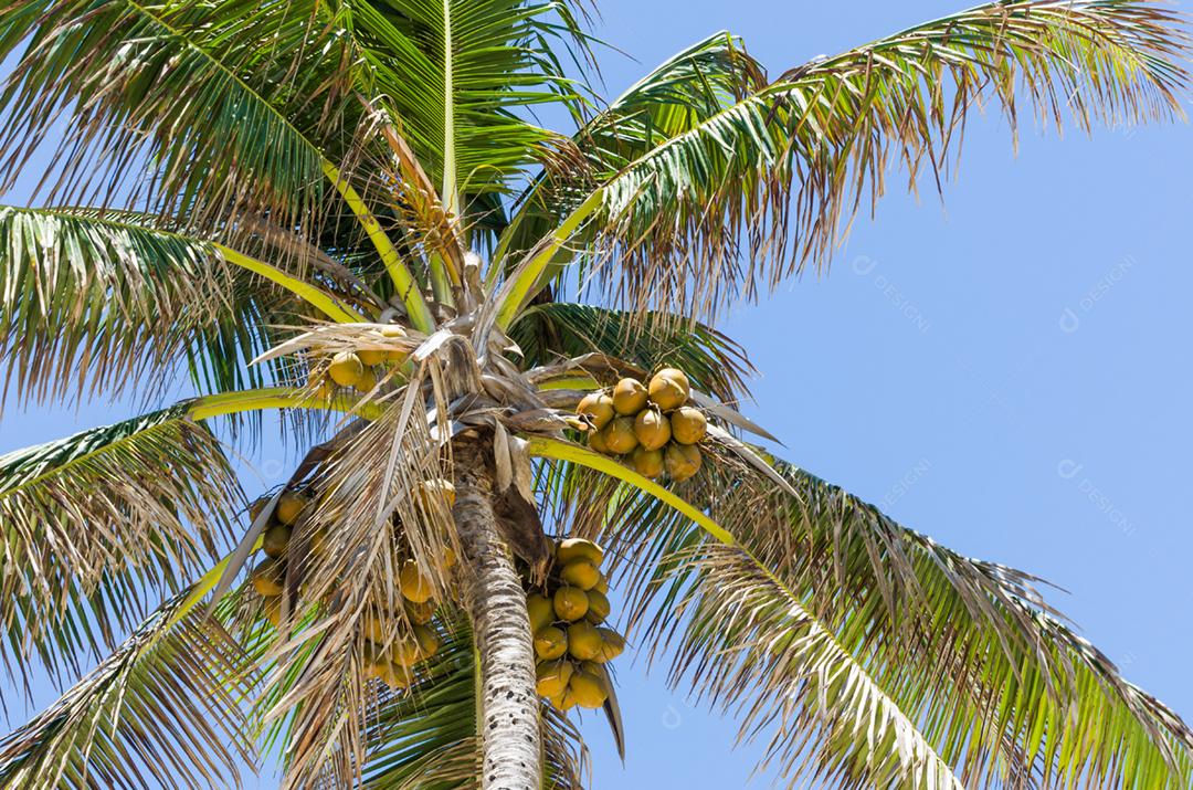 Belo fundo de coqueiros com plano voltado para o céu, ótimo conceito de férias