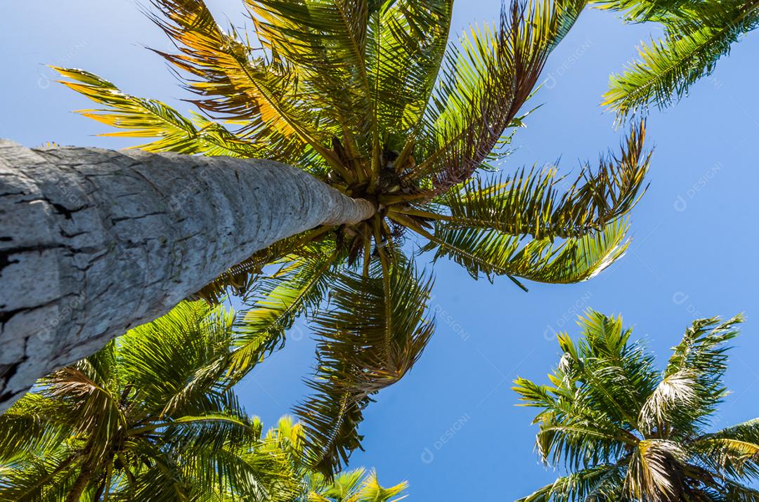 Belo fundo de coqueiros com plano voltado para o céu, ótimo conceito de férias