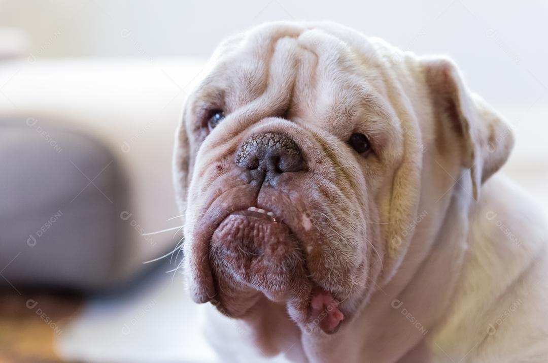 Lindo Bulldog Inglês branco olhando para a câmera, retrato de cachorro.