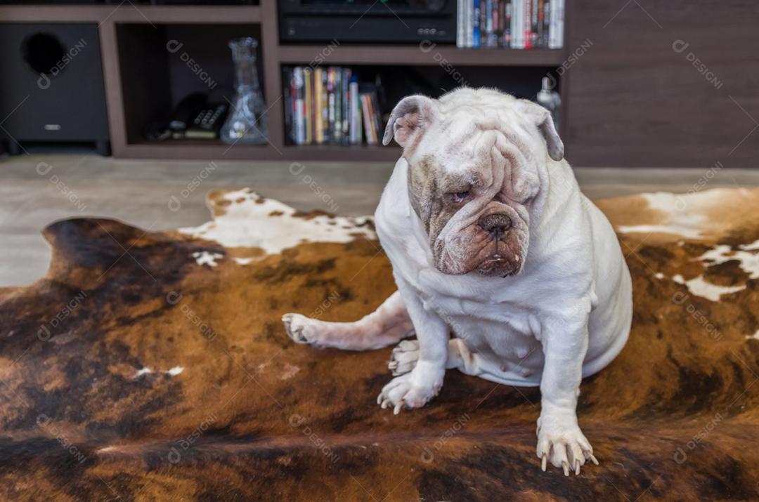 Bulldog inglês branco chateado, triste na sala de estar da casa, retrato de cachorro.