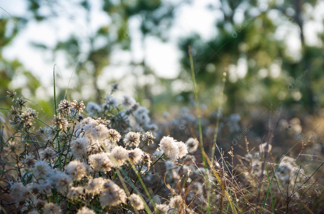 Fundo de flores da floresta.