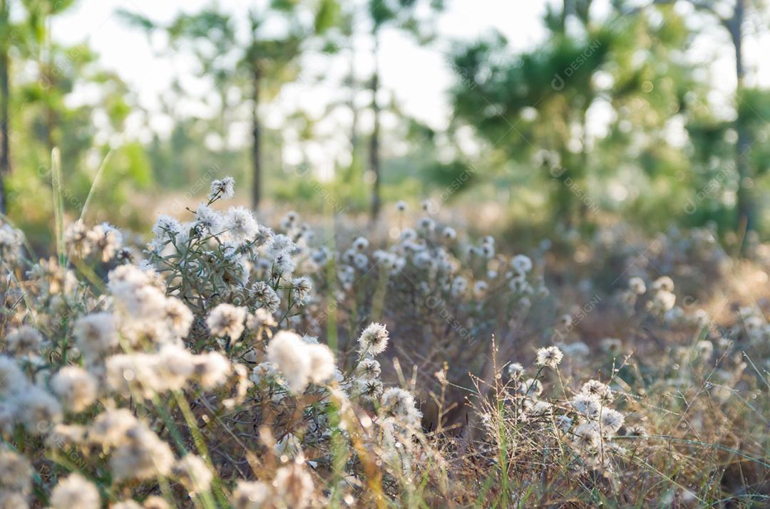 Fundo de flores da floresta.