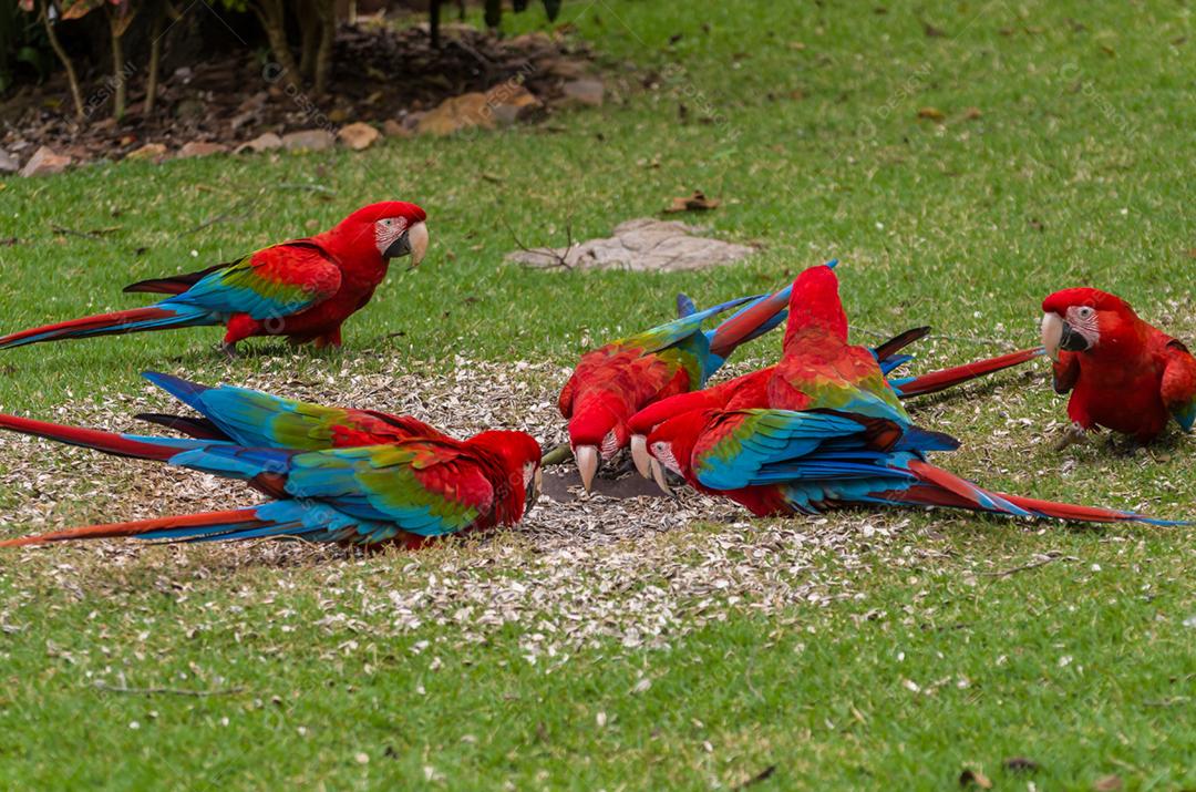 Linda arara vermelha no pantanal brasileiro.
