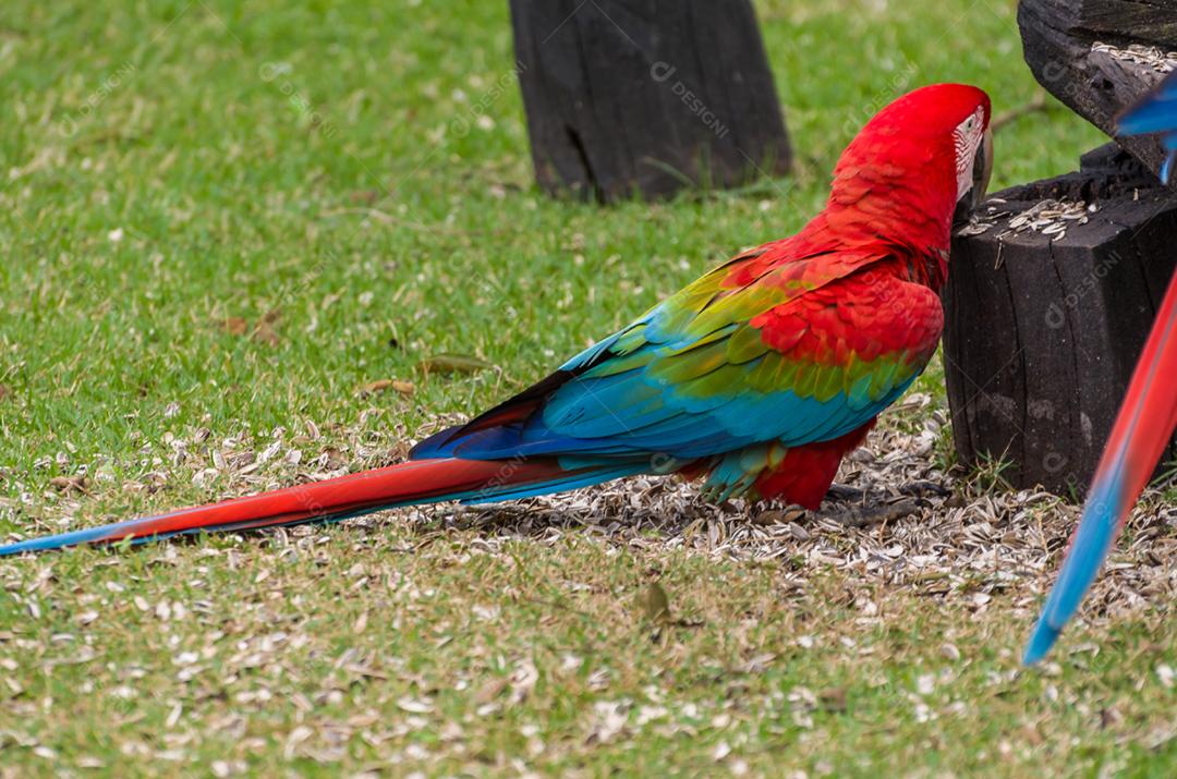 Linda arara vermelha no pantanal brasileiro.