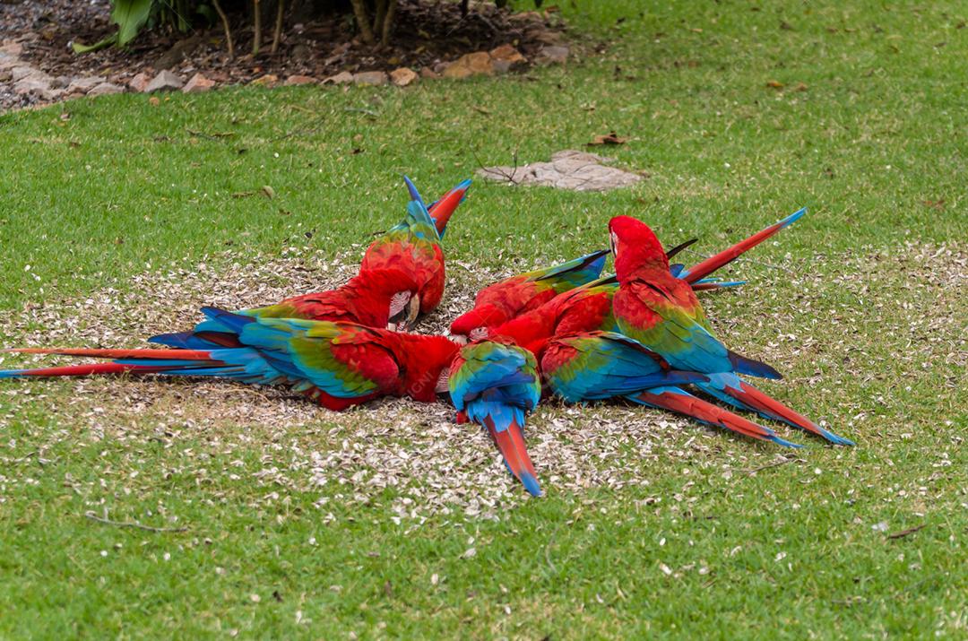 Linda arara vermelha no pantanal brasileiro.