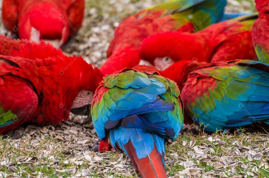 Linda arara vermelha no pantanal brasileiro.