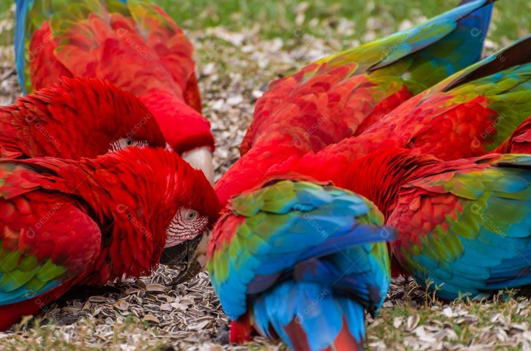 Linda arara vermelha no pantanal brasileiro.