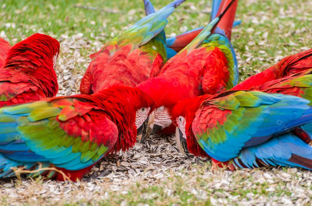 Linda arara vermelha no pantanal brasileiro.