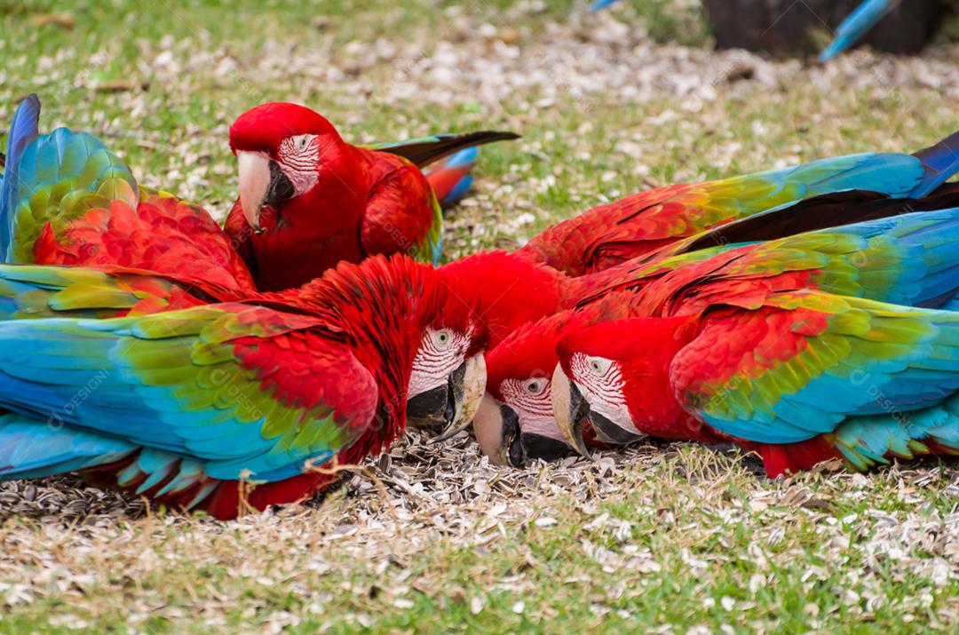 Linda arara vermelha no pantanal brasileiro.