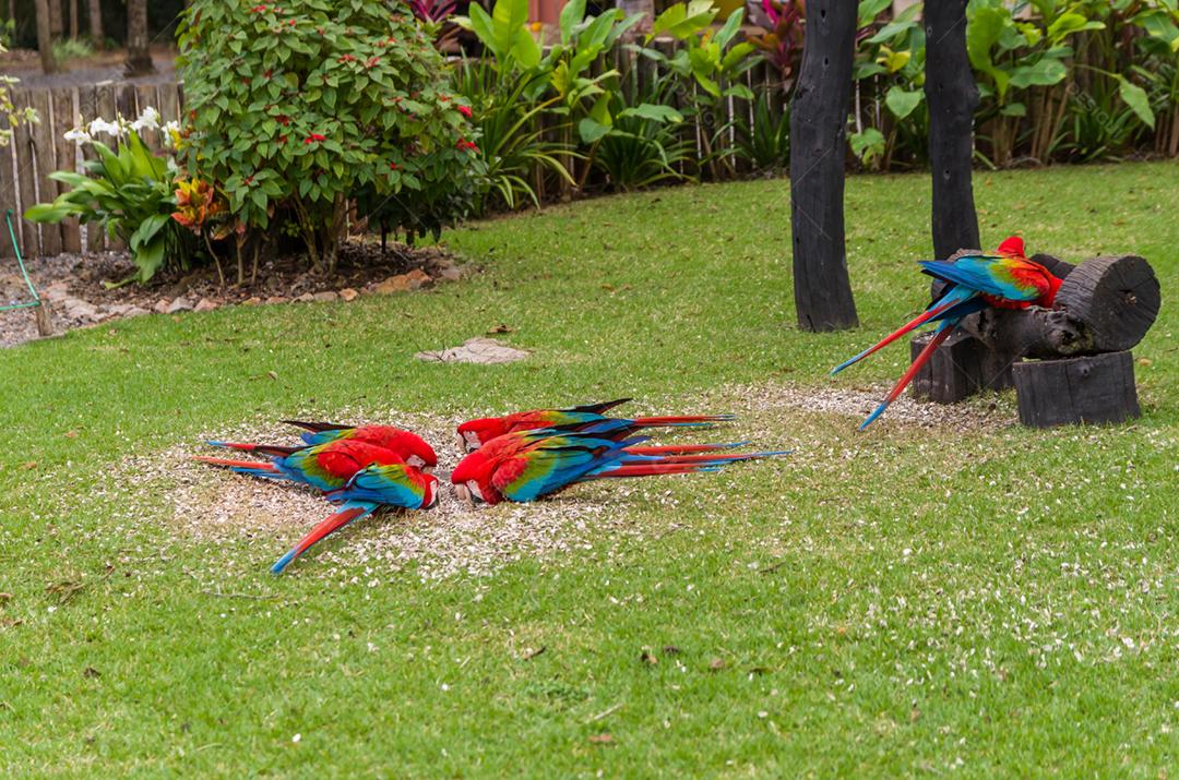 Linda arara vermelha no pantanal brasileiro.