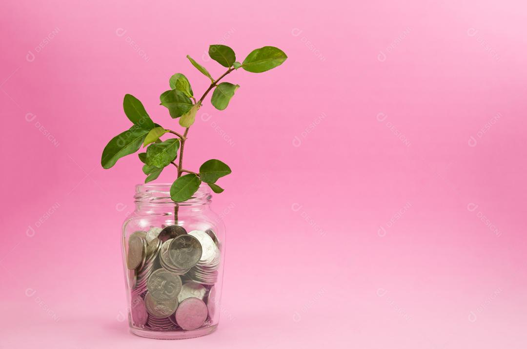 Planta que cresce em moedas de poupança com fundo rosa claro - investimento e conceito de interesse