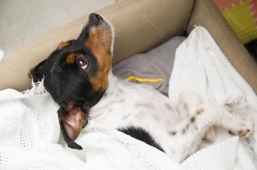 Cachorro animal deitado sobre cama