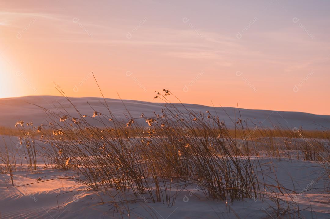 Flores nas dunas com pôr do sol na hora dourada.
