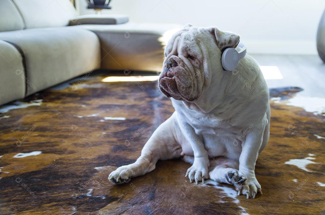 Bulldog inglês fofo ouvindo música com fones de ouvido na sala de estar