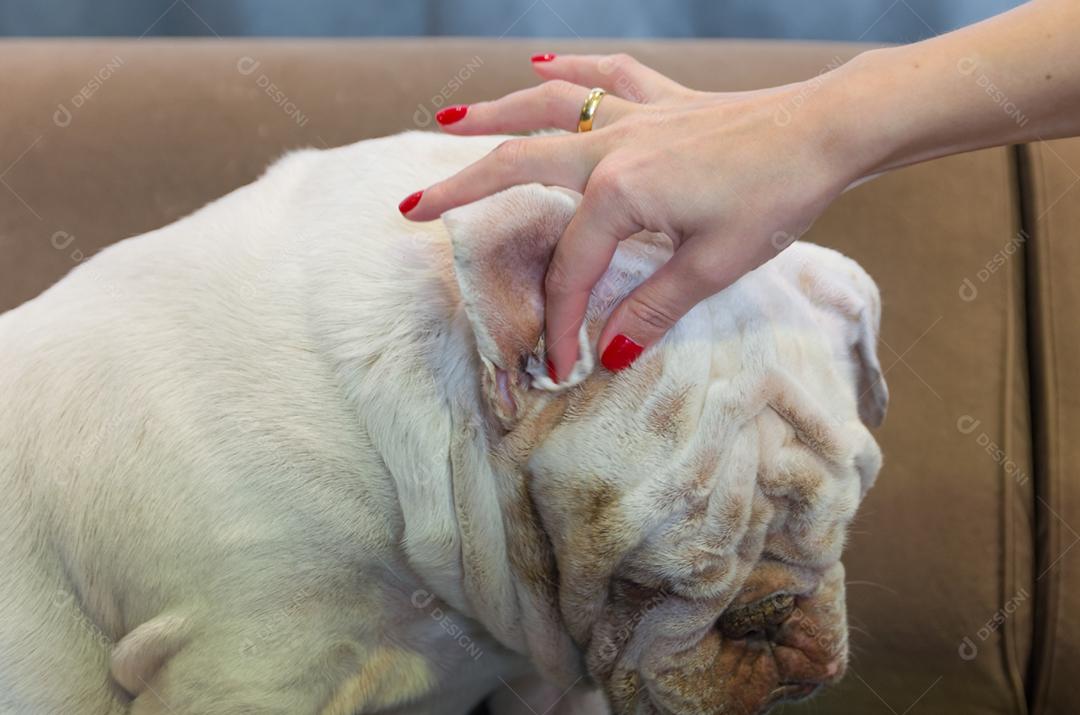 Great otitis concept, woman cleaning english bulldog ears with cotton.