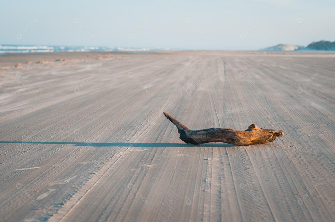 Tronco de árvore no caminho da praia. Magia da árvore.
