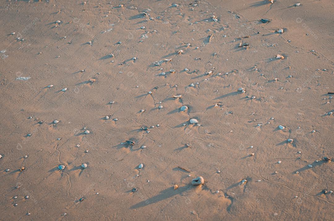 Várias pequenas conchas de areia na praia brasileira.