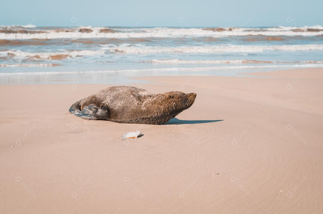Leão-marinho deitado na areia da praia com peixes ao lado. Mostardas, Rio Grande do Sul, Brasil.