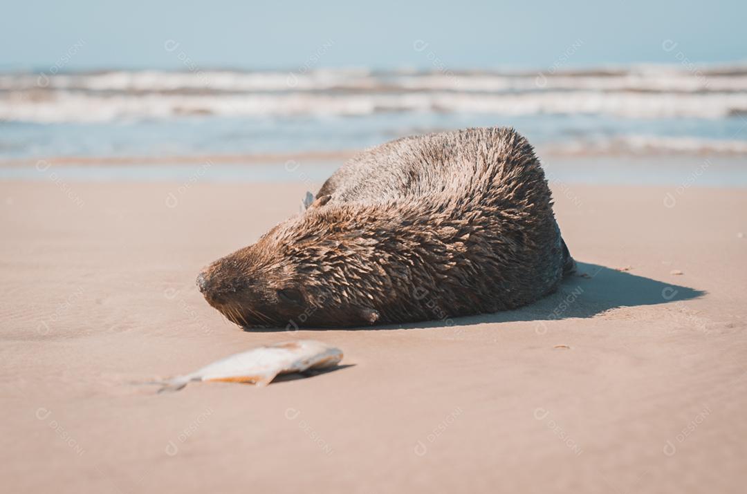Leão-marinho deitado na areia da praia com peixes ao lado. Mostardas, Rio Grande do Sul, Brasil.
