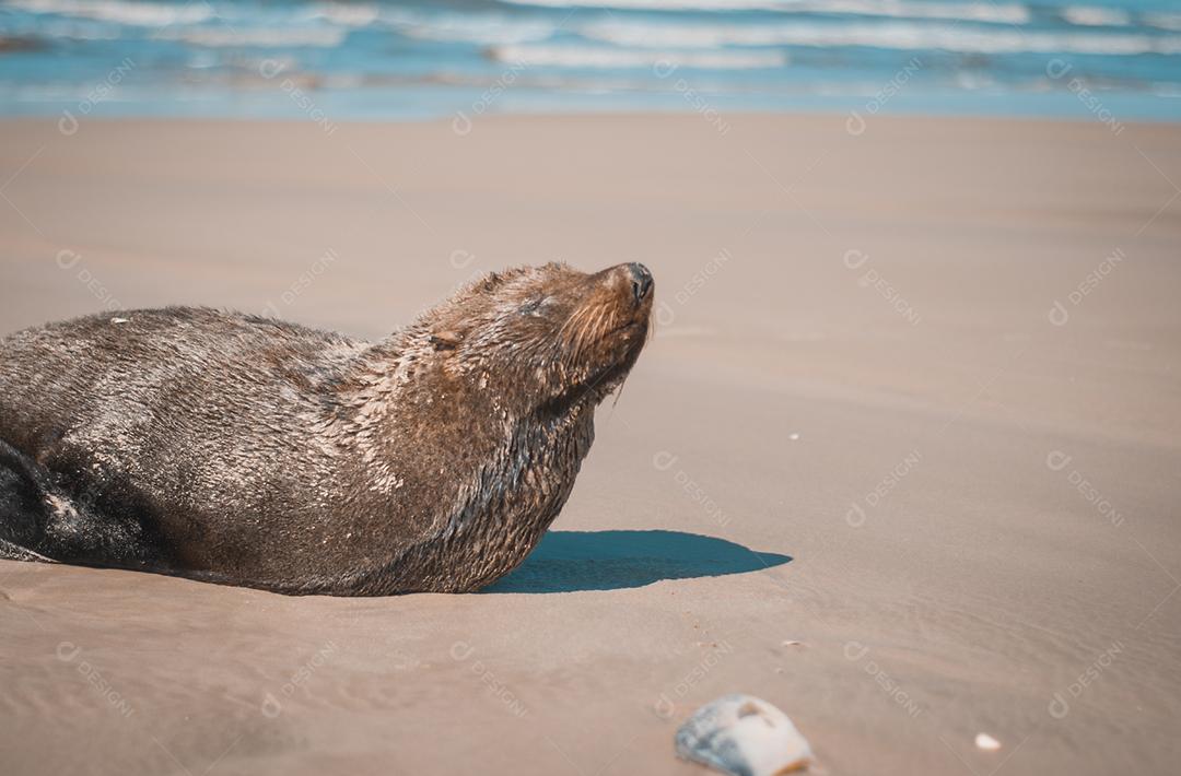 Leão-marinho deitado na areia da praia com peixes ao lado. Mostardas, Rio Grande do Sul, Brasil.