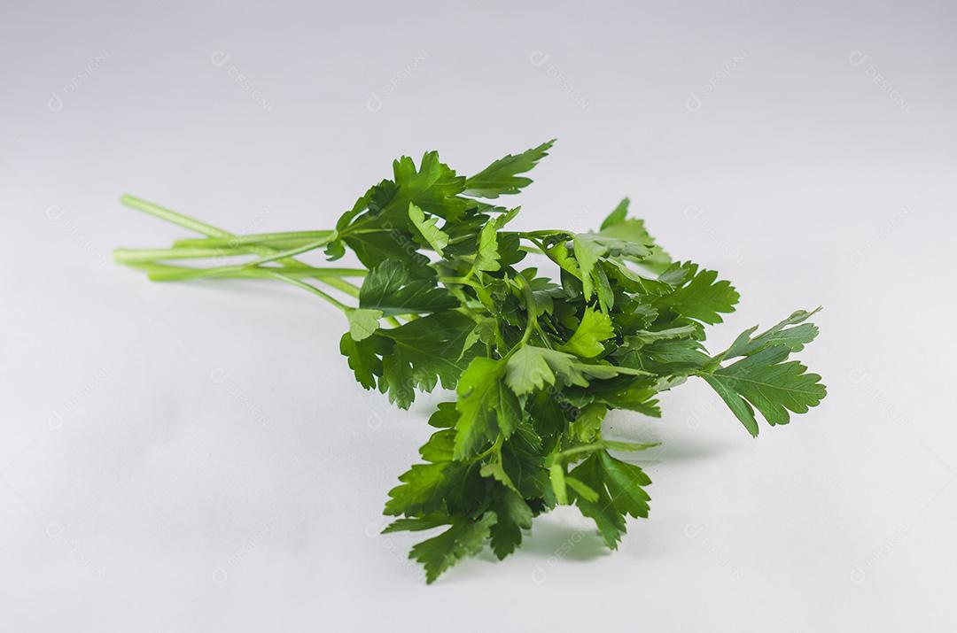 Salsa isolada no fundo branco para vários usos.