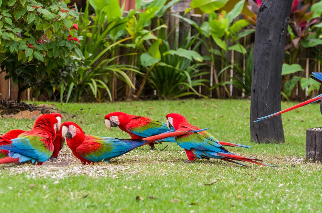 Linda arara vermelha no pantanal brasileiro.